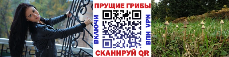 Купить закладки  Мегион  Галлюциногенные грибы Psilocybe 